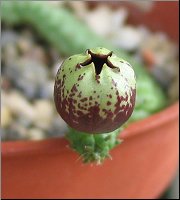 Echidnopsis fartaquensis